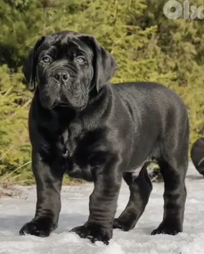 Imported Cane Corso Puppy  Delivery
