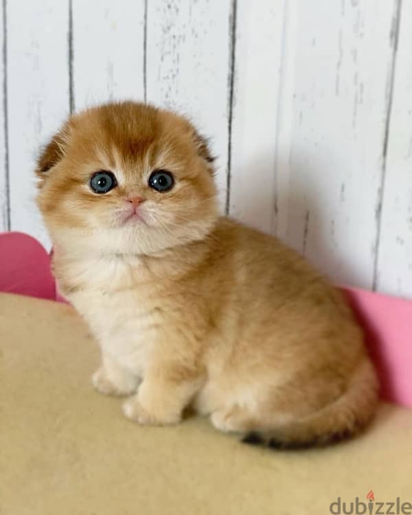 Adorable Scottish Fold Golden Chinchilla kitten Imported Cat قطط dlvry 0