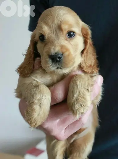 Cute Cocker Spaniel puppy imported Delivery Dog كلاب جرو
