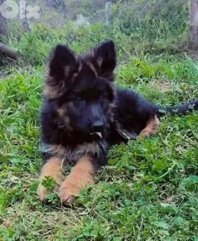 Beautiful German Shepherd long hair puppy Dog كلاب جرو