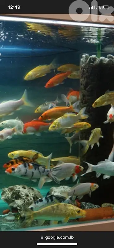 japanese koi fish