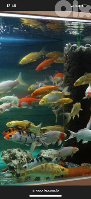 japanese koi fish 0