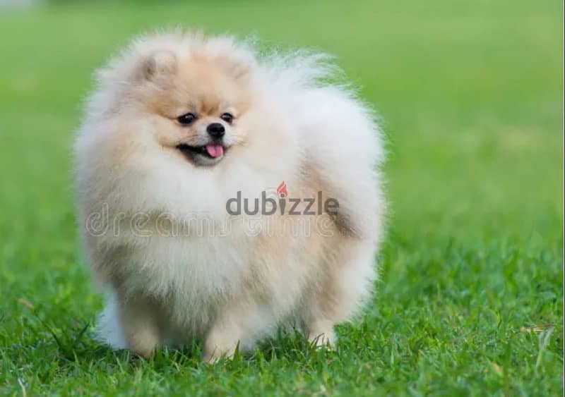 teacup Pomeranian 0