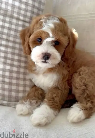 Labradoodle Mini Imported Puppy DELIVERY