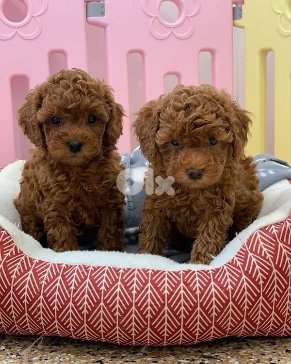imported Poodle puppy available Dog كلاب 0