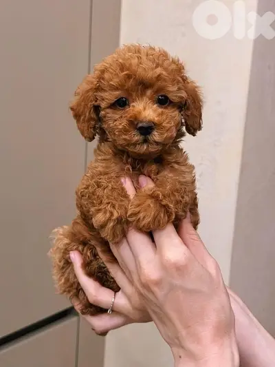 toy poodle puppies imported