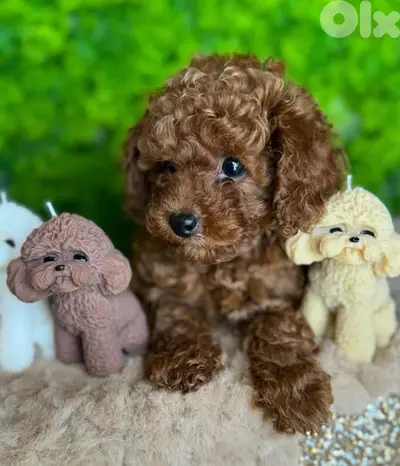 Toy Poodle Imported Puppy delivery