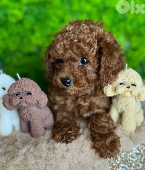 Toy Poodle Imported Puppy delivery 0