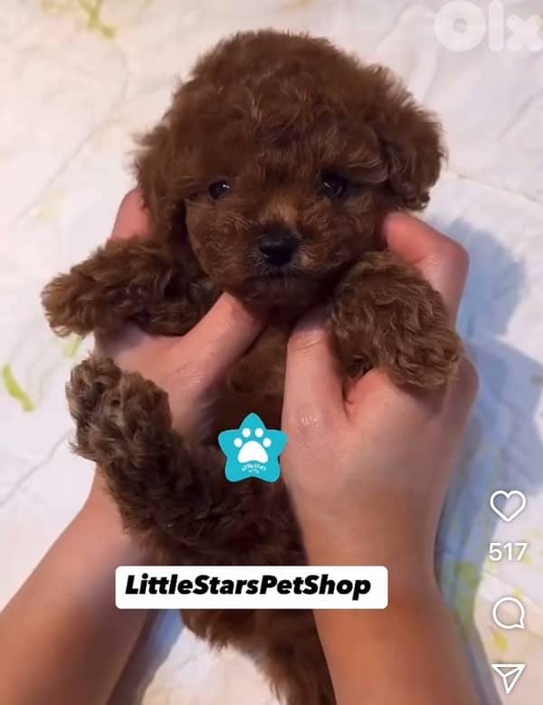 REAL SMALL SIZE pure breed Toy Poodle Puppy / Dog / كلب 0