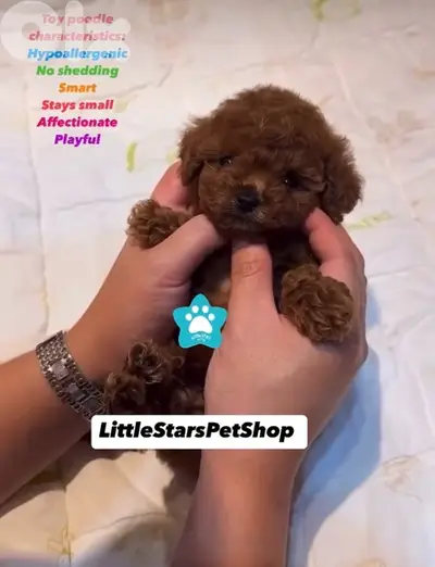 The one & only REAL MICRO TEACUP SIZE pure breed Poodle Puppy/Dog/ كلب