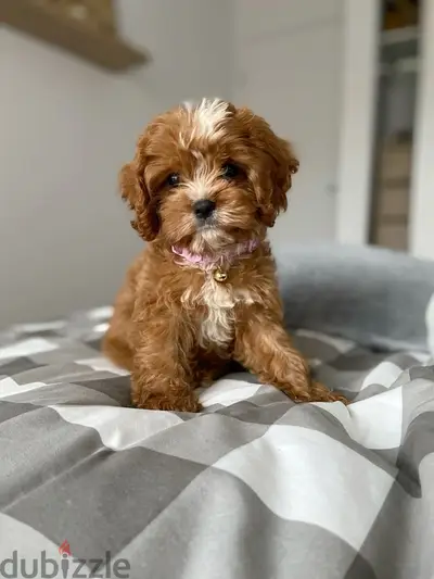 Maltipoo Puppy Imported cutie