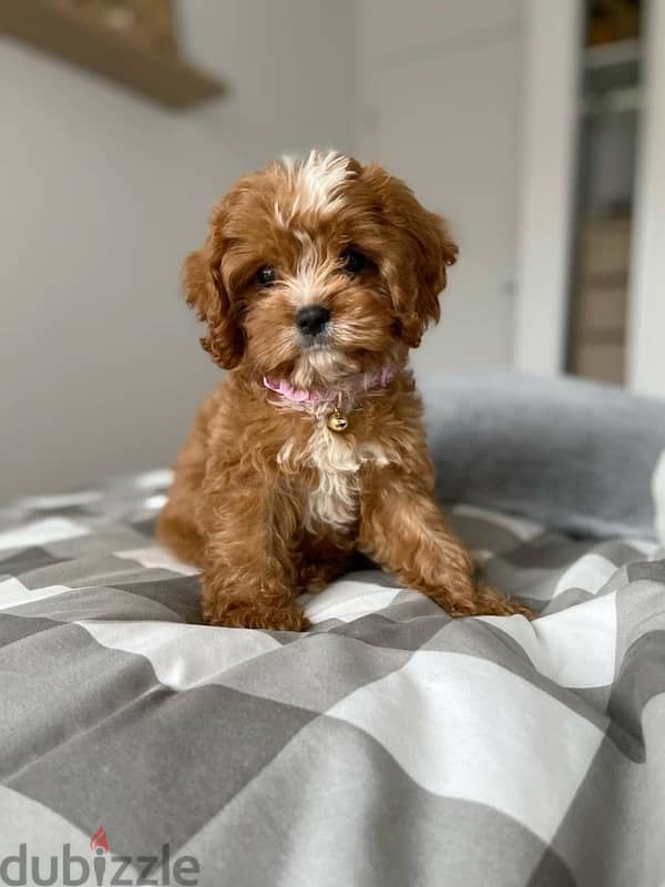 Maltipoo Puppy Imported cutie 0