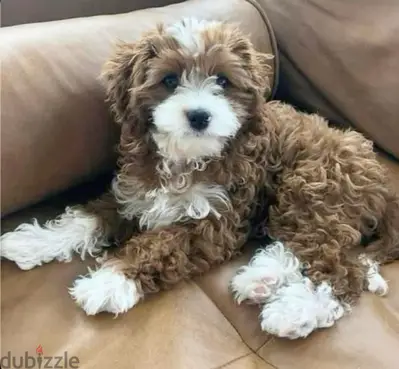 Mini Labradoodle  SIZE imported