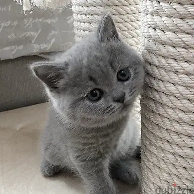 British shorthair grey kitten