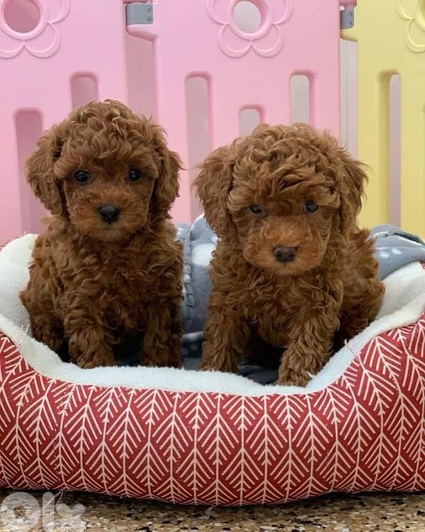 imported toy poodle puppy 0