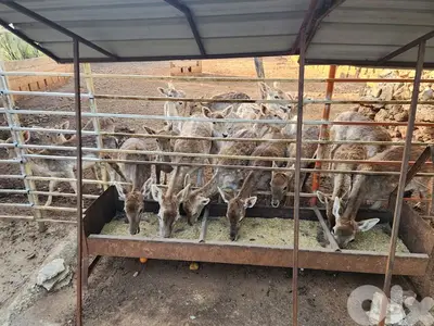 fallow deers