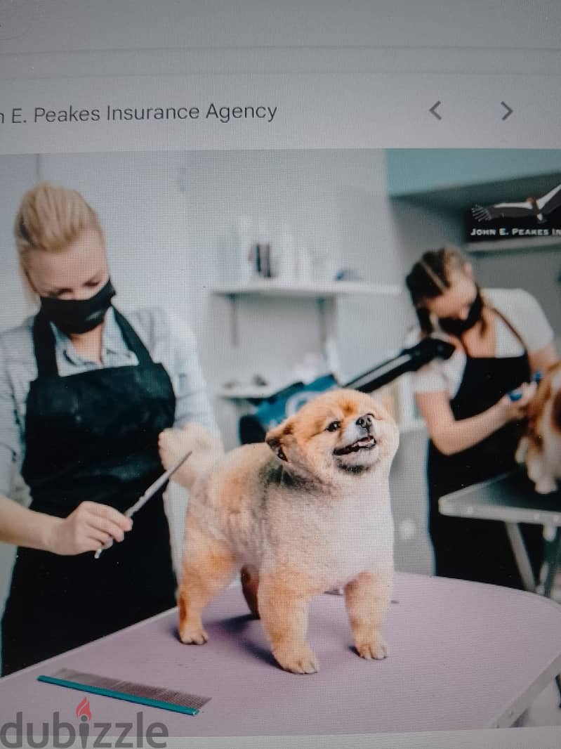 Pet Grooming Shop 0