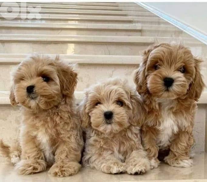Adorable Maltipoo Puppies Available/ In Store & Delivery/ Imported 0