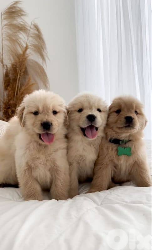 Golden Retriever Puppies – Loyal, Friendly & Vaccinated! 0