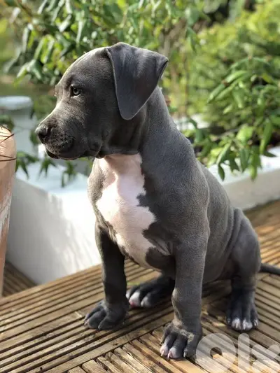 Pitbull Puppies Available/ dog كلاب