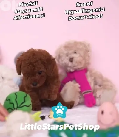 Red Brown Toy Poodle puppy imported Delivery كلب