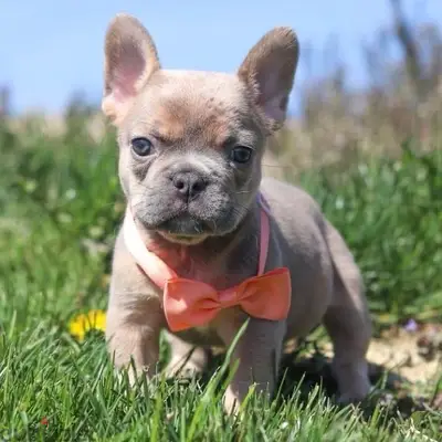 Blue Fawn French Bulldog puppy imported / Delivery / كلب