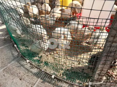 quail and eggs quail بيع فري و بيض فري