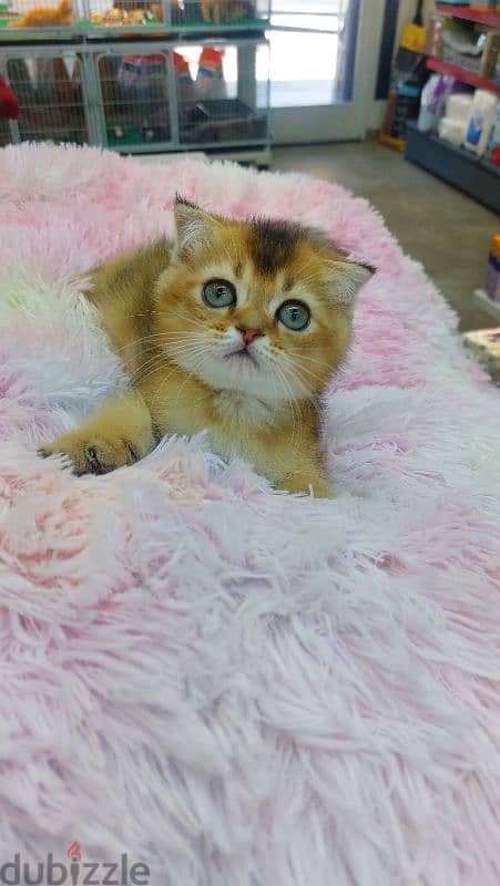 Beautiful Scottish Fold Kittens Available In Store & Delivery 0