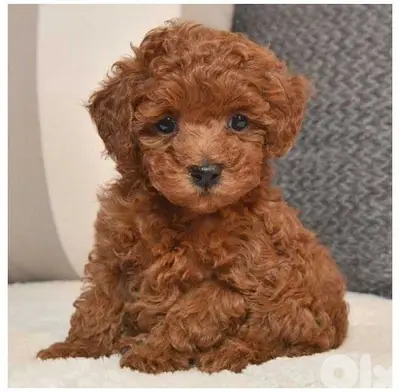 Toy Poodle Puppies Available In Store & Delivery