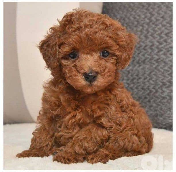 Toy Poodle Puppies Available In Store & Delivery 0