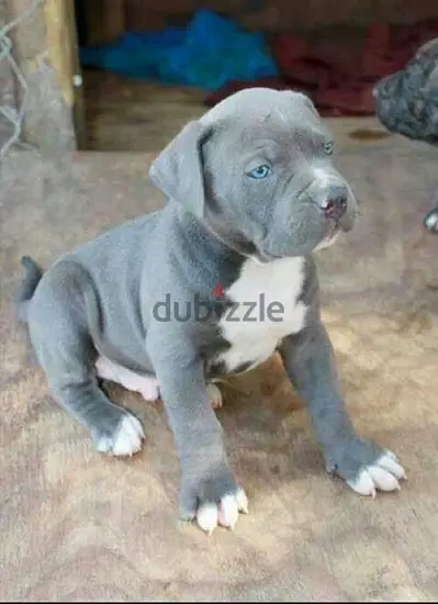 Stunning Pure breed Blue Pitbull puppy available Delivery Dog كلب