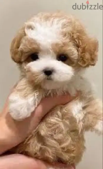 Maltipoo tea cup bricolor