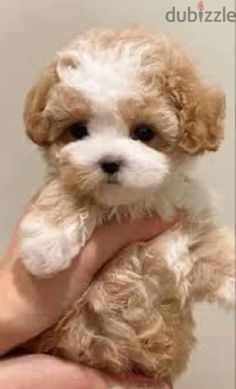 Maltipoo tea cup bricolor 0