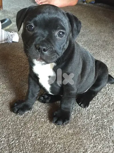 Unique Black Pitbull puppy available in store! Dog Delivery كلب