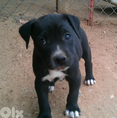 High quality Black Pitbull puppy available Dog Delivery كلب