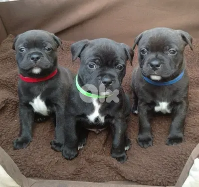 High quality Black Pitbull puppy available Dog Delivery كلب