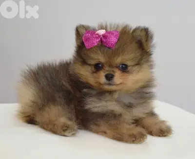 Pomeranian Puppies/ dog كلاب