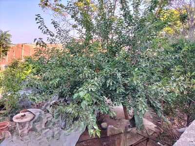 1202 SQM Land for Sale in Choueifat, Aley