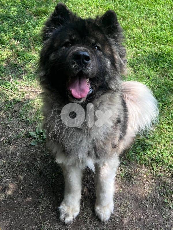American Akita female 0