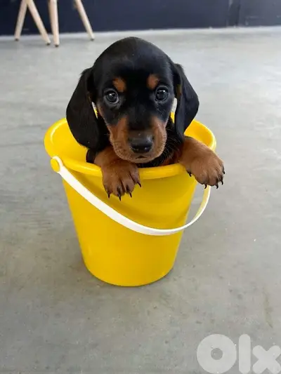 Cute mini Dachshund Black & Tan/ Sausage/ Teckle/ Wiener delivery كلاب