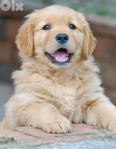 Golden Retriever Puppies Available in Store/ dog كلاب