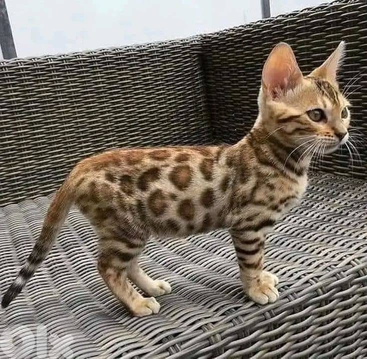 Wild Beauty Bengal Kittens Available in shop & Delivery - HighQuality 0