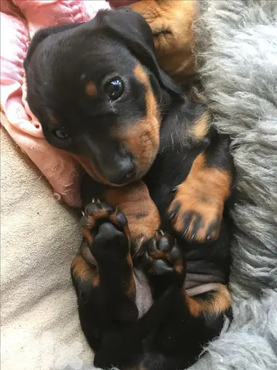Imported Dachshund Black & Tan pure breed puppy, delivery, كلاب