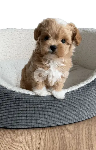 Maltipoo Puppies Available in store/ dog كلاب