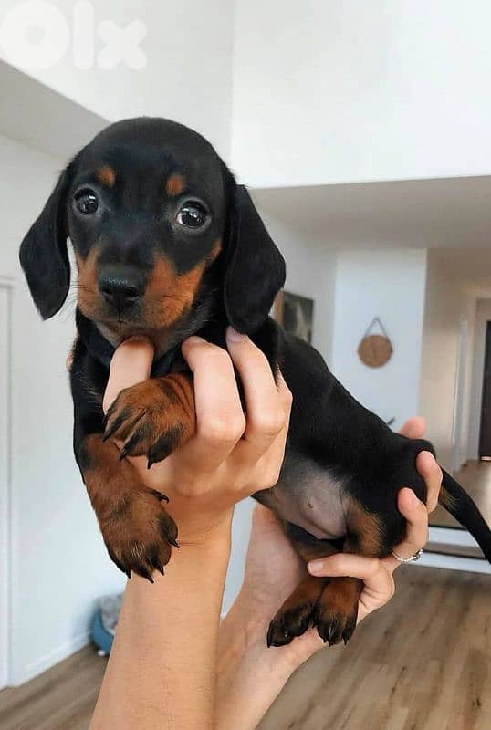 Adorable Black & Tan Dushchunds Puppies Available in Store &Delivery 0