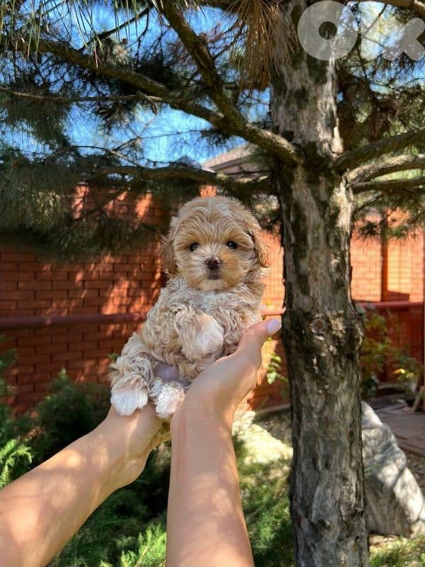 Smallest Maltipoo Puppies/ dog كلاب 0