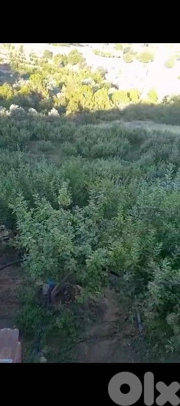 أرض للبيع في مشغرة عين التينه البقاع الغربي land for sale in beqaa