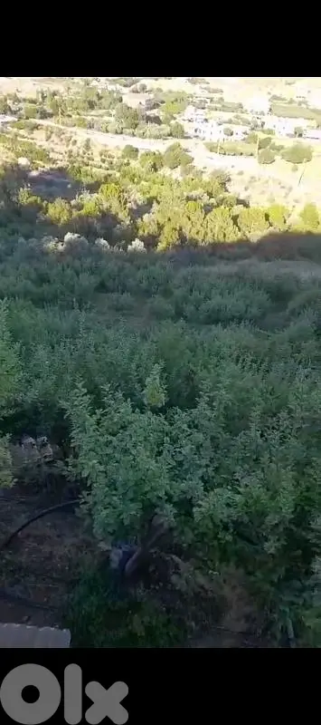 أرض للبيع في مشغرة عين التينه البقاع الغربي land for sale in beqaa