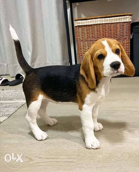 Beagle puppy 0