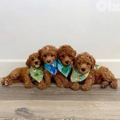 Our Beautiful Poodle Puppies/Available in Store/Delivery/كلاب